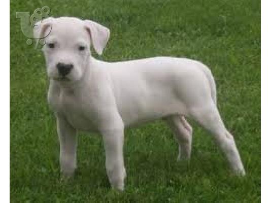 PoulaTo: dogo argentino αρσενικα και θηλυκα